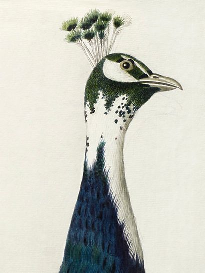Watercolors of birds from Franz Anton von Scheidel