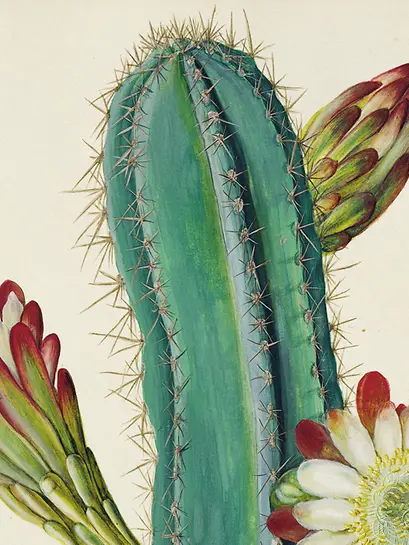 Bauer brothers, Hortus Botanicus, detail from “Cereus cf. alacriportanus Pfeiff.,“ around 1776