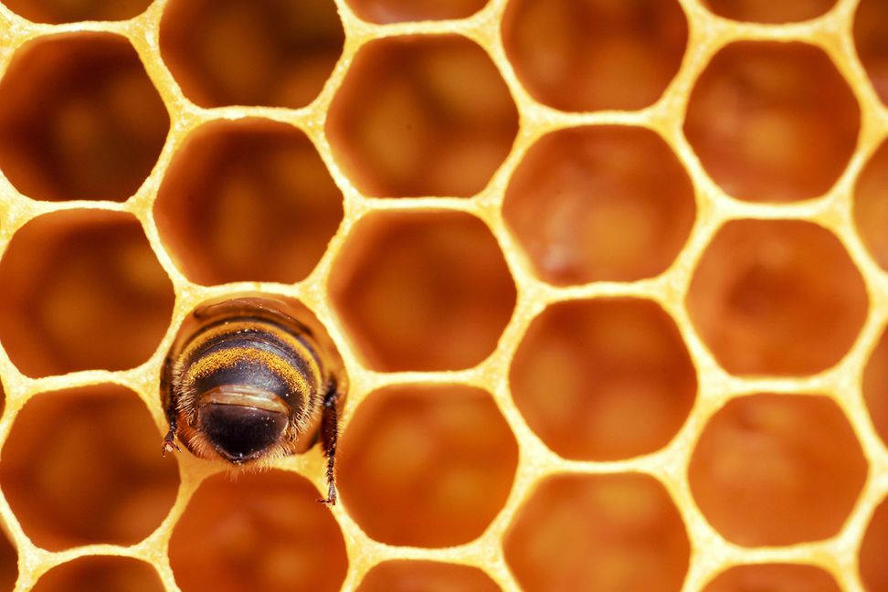 A honeybee with golden and black stripes at work on a honeycomb, the hexagonal cells glowing in warm amber tones.