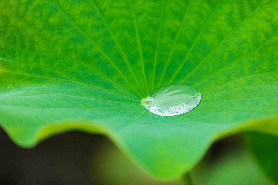 Crystal-clear droplet on a green lotus leaf, showcasing its water-repellent surface.