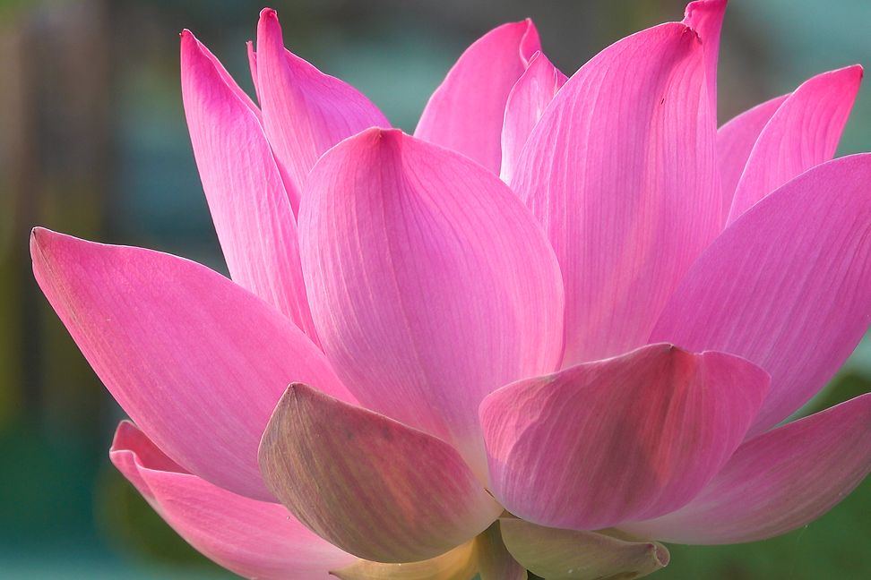 Close-up of a vibrant pink lotus flower in full bloom